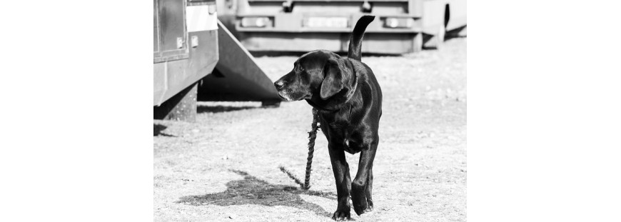 Consejos para buscar un perro perdido